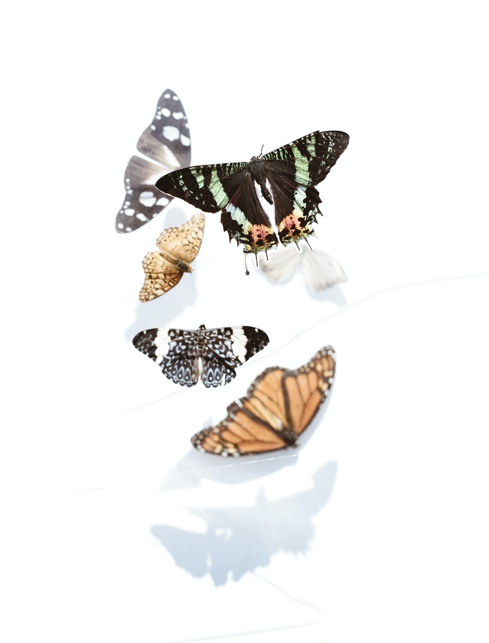 papillons sur fond blanc