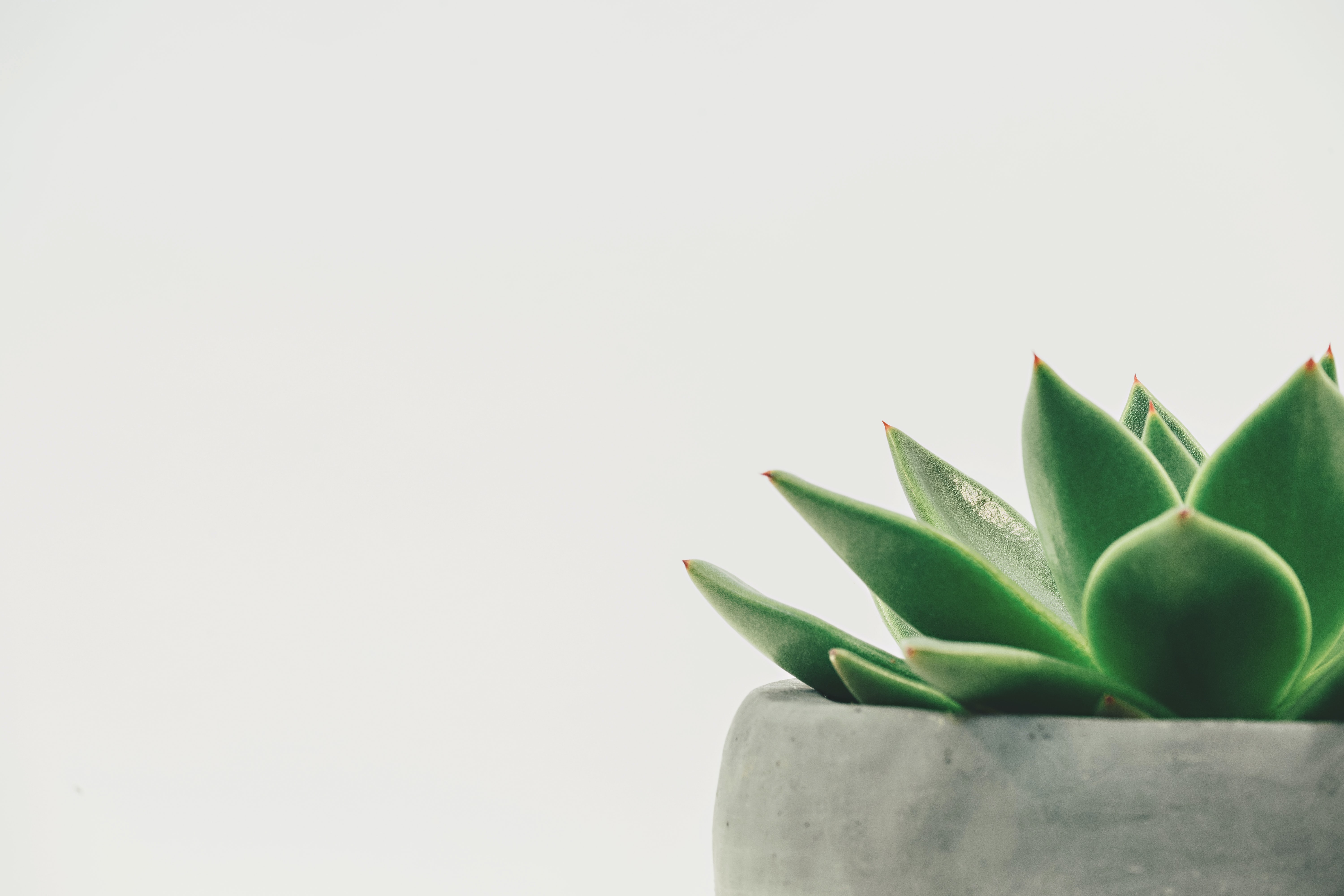 Plante succulente dans un pot en béton sur fond gris clair