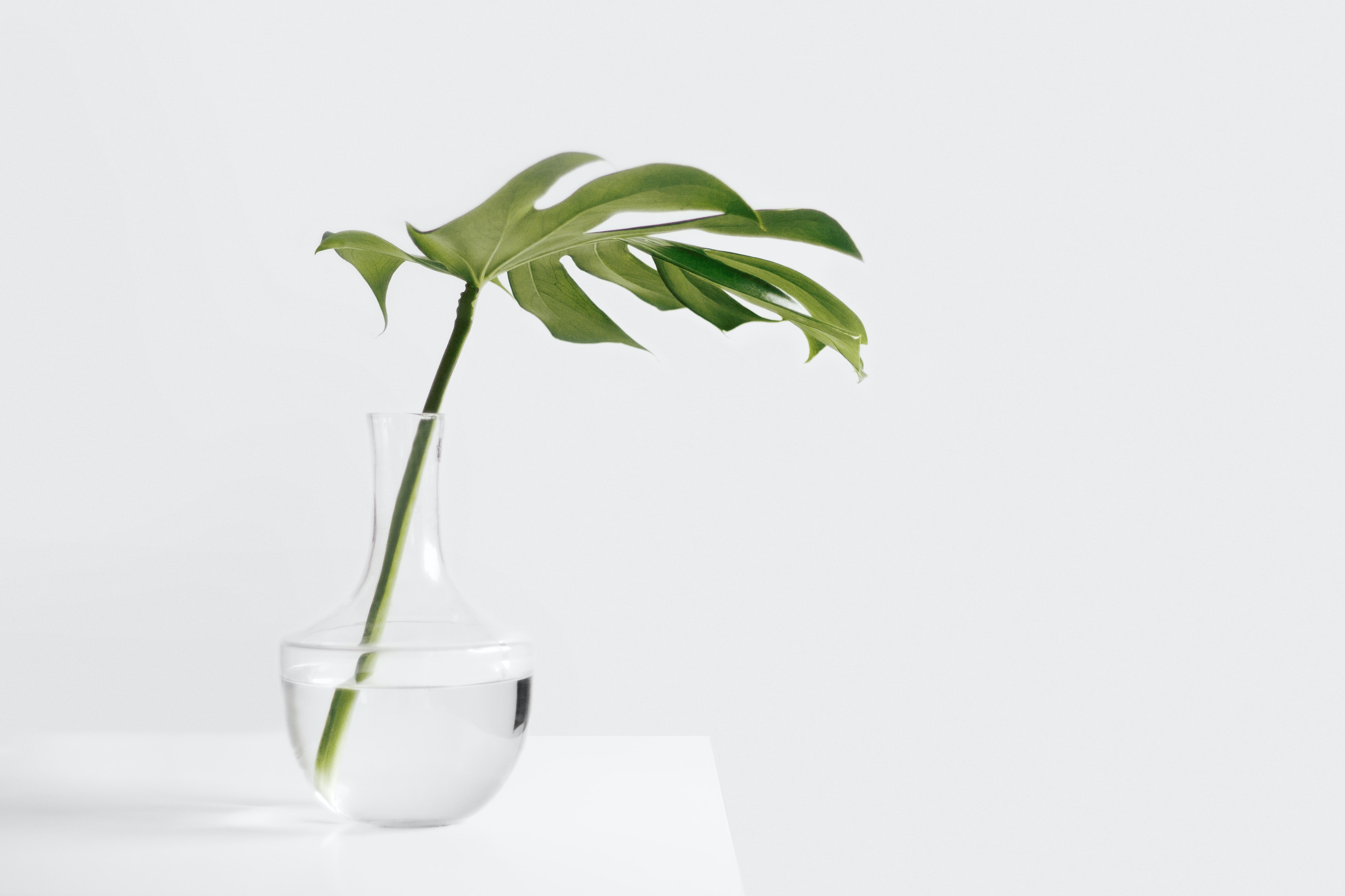 Branche dans un vase - ensemble très épuré